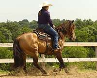 ridden-western-quarter-horse