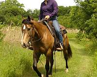 team-penning-quarter-horse