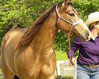 trail-quarter-horse