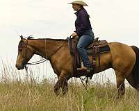 trail-riding-quarter-horse