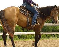trail-class-competition-quarter-horse