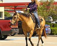 beginner-quarter-horse