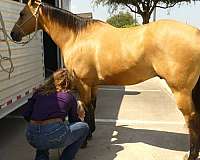 experienced-quarter-horse