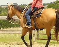 dressage-quarter-horse