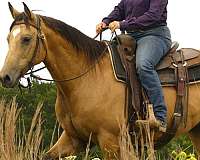 husband-safe-quarter-horse