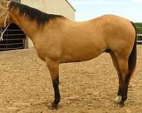 penning-quarter-horse