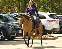 ranch-quarter-horse