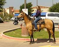 ranch-versatility-quarter-horse