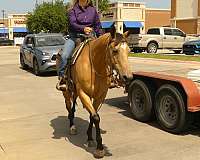 ranch-work-quarter-horse