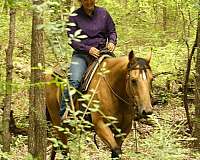 ridden-western-quarter-horse