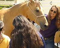 team-penning-quarter-horse