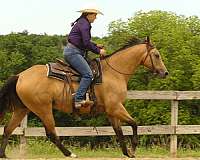 trail-quarter-horse