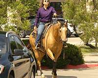 trail-riding-quarter-horse