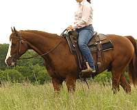 dressage-quarter-horse