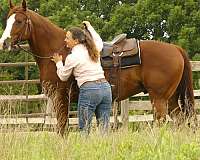 penning-quarter-horse