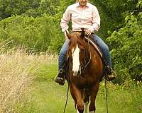 ranch-quarter-horse