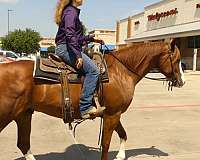 ranch-versatility-quarter-horse