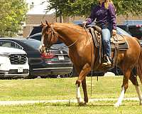 ranch-work-quarter-horse