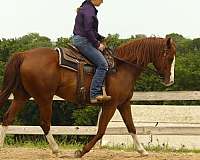 ridden-western-quarter-horse