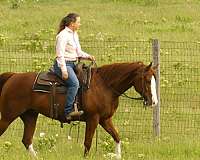 team-penning-quarter-horse