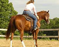trail-quarter-horse