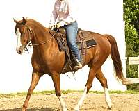 trail-class-competition-quarter-horse