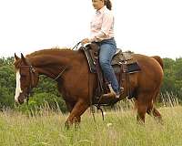 trail-riding-quarter-horse
