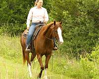 western-dressage-quarter-horse