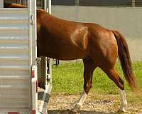 western-riding-quarter-horse