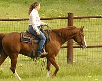 working-cow-quarter-horse