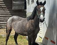 quarter-horse-filly