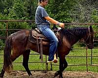 down-paso-fino-horse