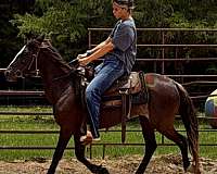 due-paso-fino-horse
