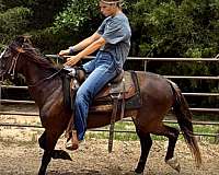 east-texas-paso-fino-horse
