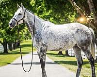 thoroughbred-horse-for-sale