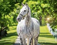 thoroughbred-mare