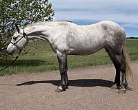 eventing-arabian-friesian-horse