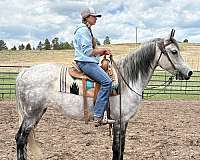 experienced-arabian-friesian-horse