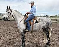 gymkhana-arabian-friesian-horse
