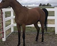 bay-arabian-mare