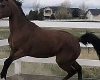 pogrom-arabian-horse