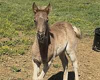 breeding-kentucky-mountain-horse