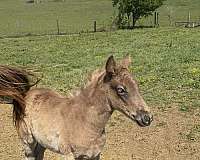 dappled-kentucky-mountain-horse