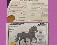 bloodlines-kentucky-mountain-horse