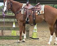 sorrel-gelding-yearling-for-sale