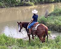 sorrel-gelding-yearling