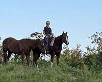 quarter-horse-gelding