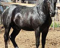 percheron-stallion