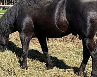 percheron-horse-for-sale