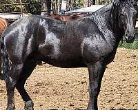 percheron-horse